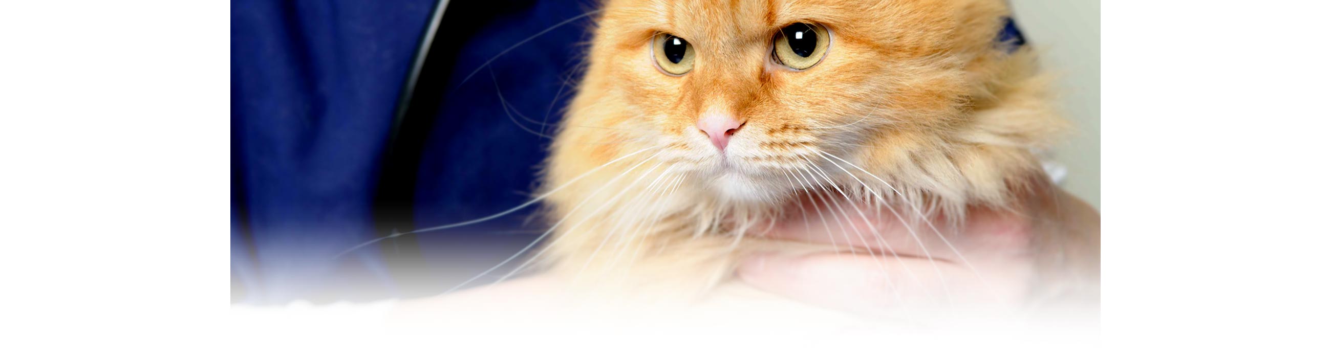 Katze