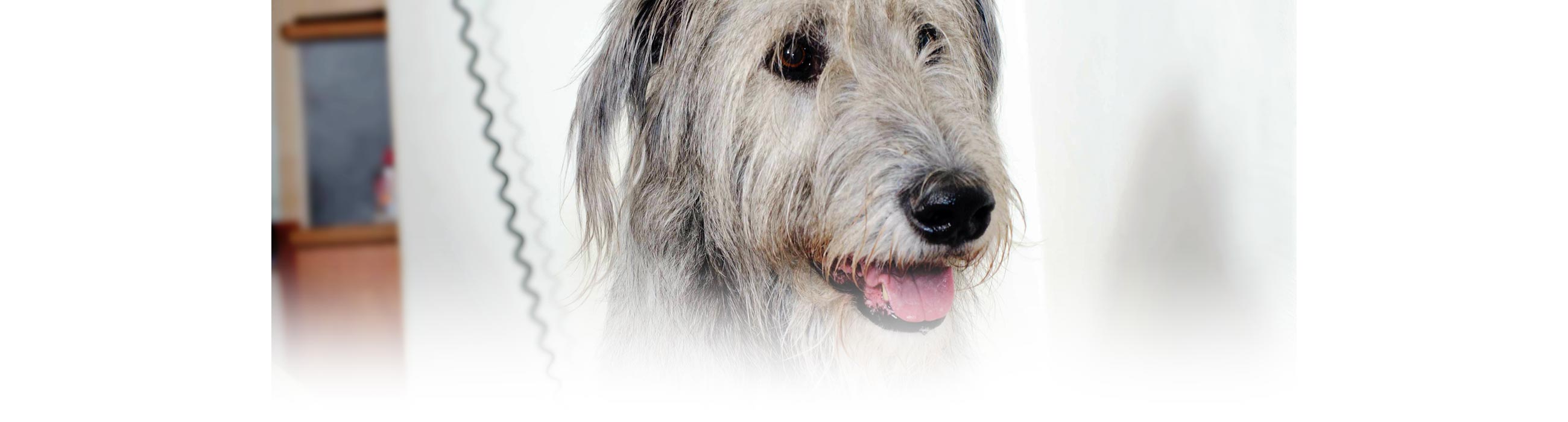 Irischer Wolfshund