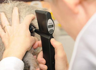 Augendiagnostik